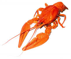 Temps De Cuisson De La Langoustine Quel Est Le Temps De Cuisson De La Langoustine Decouvrez Le Sur Tempsdec Cuisson Langoustine Langoustine Temps De Cuisson
