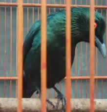 Mengenal Jenis Burung Cucak Keling Mitos Harga Dan Suara
