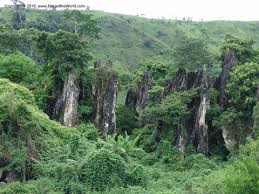 Image result for Deinbollia sp. A