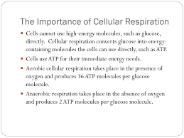 Ppt 7 1 The Importance Of Cellular Respiration Powerpoint Presentation Id 1590703