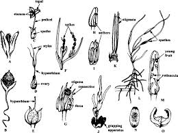 Image result for Zosteraceae