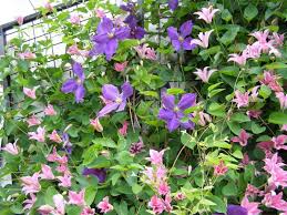 Clematis are routinely placed in three categories clematis that ranked between fair and good. Pruning Type 3 Clematis