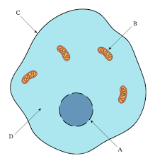 The cell (from latin cella, meaning small room) is the basic structural, functional, and biological unit of all known organisms. Lesson Explainer Anaerobic Respiration Nagwa