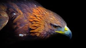 According to federal law, it's illegal to take a feather shed from an eagle. Eagle Feathers Sacred To Navajos Protected By U S Azpm