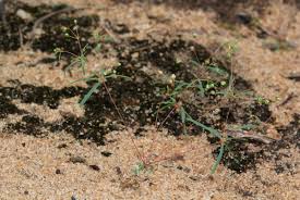 Image result for Hypertelis