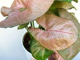 Pink Strawberry Syngonium Pink Allusion Arrowhead Plant Nephthytis Syngonium Podophyllum Pink Plant Easy Care Plants Pink Plant Arrowhead Plant