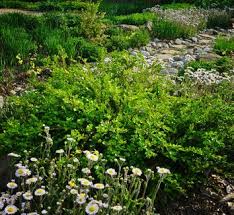 Image result for Buxus acutata