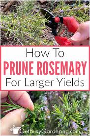 Image result for rosemary pruning