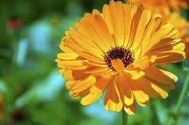 Marigold uses and benefits check out the following marigold flower uses and a few important marigold benefits for gardens. What Are The Health Benefits And Uses Of Calendula Officinalis