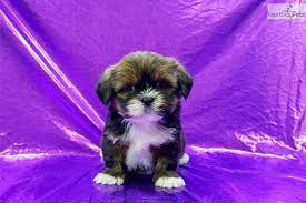 Lhasa Apso Puppy For Sale Near Mcallen Edinburg Texas 078ece51 C5f1 Lhasa Apso Puppies Lhasa Apso Puppies