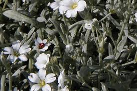 Image result for Cerastium indicum