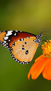 More images for mobile wallpaper resolution » Mobile Wallpapers Butterfly Pictures 2021 3d Iphone Wallpaper