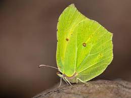 Green and yellow butterfly meaning. Brimstone