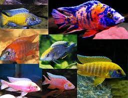Peacock fish guide.a guide of the many different types of peacock cichlids.song: 1 Grower S Choice African Peacock Cichlids Arizona Aquatic Gardens African Cichlid Aquarium Cichlids Cichlid Fish