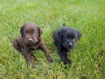 Chocolate lab ready for the puppy bowl. Labrador Retriever Puppies For Sale Stockbridge Mi 223426