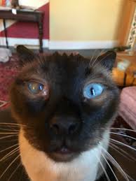 Stream tracks and playlists from autistic cat on your desktop. My Little Runt Autistic And Blind In One Eye He S My Special Baby Aww