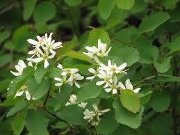 Image result for Amelanchier alnifolia