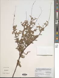 Image result for Grona ramosissima