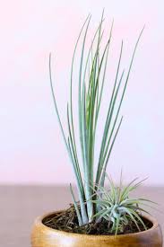 In fact, the air plant of choice here is. Super Easy Air Plant Container Ideas Takes Air Plants To The Next Level