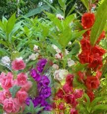Karangan bunga untuk pacar buatan kami dapat digunakan untuk berbagai macam keperluan dan acara bagi pacar anda. Benih Biji Bunga Pacar Air Tumpuk Mix Peralatan Berkebun Berkebun Hobi Koleksi Bukalapak Com Inkuiri Com