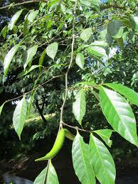 Image result for Malouetia