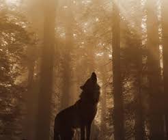 1 visuals 2 fashion 3 activities 4 media 4.1 books 4.2 webcomics 4.3 television shows 4.4 movies 4.5 comics & manga 5. 440 Images About Werewolf On We Heart It See More About Couple Aesthetic And Quotes Shoplook
