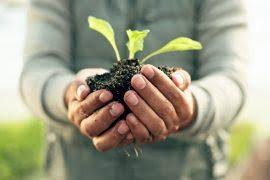 Image result for Cyphostemma glandulosissimum