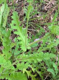 Image result for Senecio hastatus