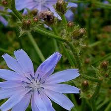 Image result for Cichorium