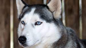 siberian husky hunde123