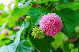 Image result for Dombeya lastii