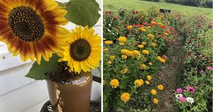 Hardy flowers like pansies and alyssum will survive light frosts, whereas tender flowers like dahlias and nasturtium need warm soil to grow properly. How To Increase Your Vegetable Garden Yield By Planting Cut Flowers