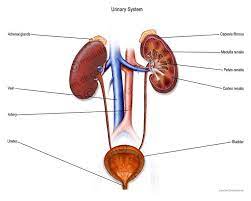 Urinary System With Labels System Science Biology Chemo Brain