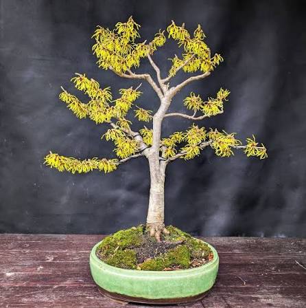 Hamamelis is a deciduous bonsai known for its spectacular flowers that bloom in winter or early spring.
