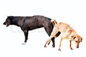 It's going to hurt them when they separate but if you don't want puppies it's what you need to do. Dog Mating On White Background Stock Image Colourbox