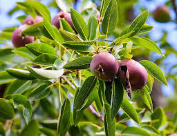 Small apple or pome (< 2), variety of colors, some persist into late winter. Apple Tree Fruit Fruit Trees Nature Mature Red Fruit 910x702 Wallpaper Teahub Io