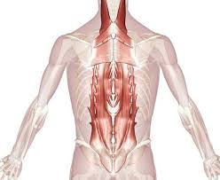Tutorials on the anatomy and actions of the back muscles, using interactive animations, diagrams, and illustrations. Czhxczj Wesxdm