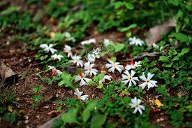 It has a powerfully strong fragrance, once the sun sets. Let Us Grow The Kalp Vriksha Or Parij Harsingar Night Jasmine In Our Homes Blog Nurserylive Com Gardening In India