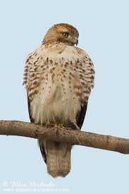 These hawks also have a strong screee. Red Tailed Hawk Juvenile