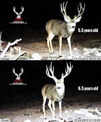 The Keys To Antler Growth Age Genetics Nutrition Gohunt