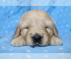 Prices may vary according to how titled the parents are (either in. Golden Retriever Puppies Indianapolis 7 Best Golden Retriever Breeders In Indiana 2021 We Love Doodles From Indianapolis And About 1 1 2 Hrs Worldmapss04