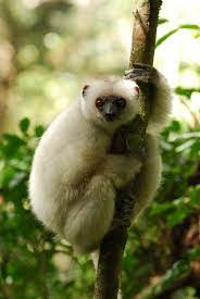 Pin On Bio Diversity Sustainable Development Nature Preservation And Renewable Energy