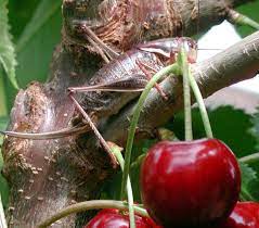 Pest alerts are produced to warn the public about recently detected pests that could cause economic or ecological harm in oregon. Landscape Pests Cricket And Katydid Pacific Northwest Pest Management Handbooks