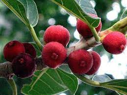 Maybe you would like to learn more about one of these? Banyan Tree Facts And Health Benefits