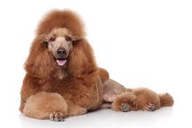 Check spelling or type a new query. The Standard Poodle Cost Guide With Calculator Petbudget
