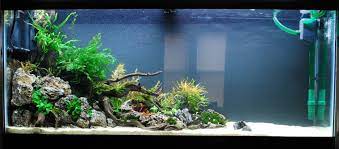 pin on inspiring aquariums