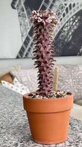 Image result for Monadenium laeve