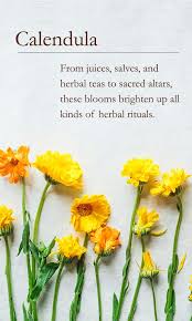 Calendula 101 Traditional Medicinals Wellness Teas Medicinal Plants Herbalism Healing Plants