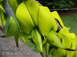 Image result for Crotalaria agatiflora