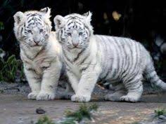 Feel free to send us your own. 10 3d Wallpapers Ideas Tiger Wallpaper 3d Wallpaper Animal Wallpaper